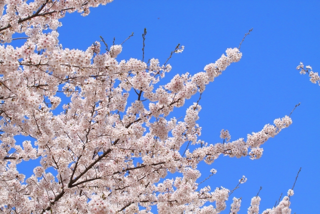 写真：空に伸びる桜の枝